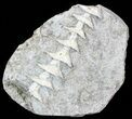 Archimedes Screw Bryozoan Fossil - Illinois #53343-2